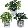 Amazon Winlyn 3 Pcs Small Artificial Potted Tropical Plants Faux