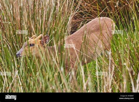 Reeves Muntjac Deer Muntiacus Reevesi Also Called The Chinese