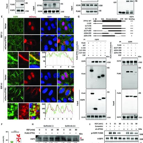 STYK1 Depletion Increases The Sensitivity Of NSCLC Cells To EGFR TKI In