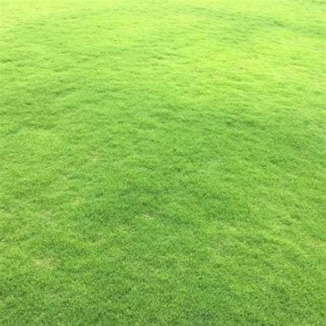 Natural Green Mexican Grass Shelf Life 3 Years At Best Price In