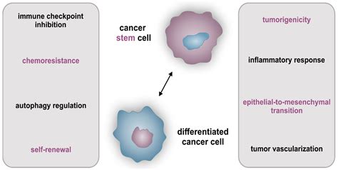 Biomedicines Free Full Text Targeting Nf κb Signaling In Cancer Stem Cells A Narrative Review