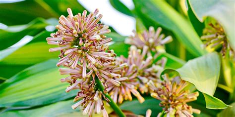 Do Corn Plants Flower Gfl Outdoors