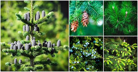 Types Of Coniferous Trees With Pictures