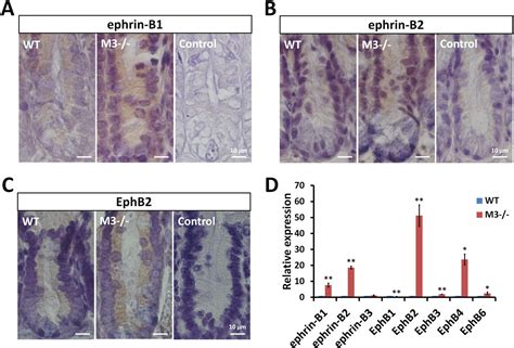 Muscarinic Receptor M3 Contributes To Intestinal Stem Cell Maintenance