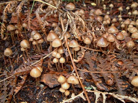 Selected Psychedelic Species Vancouver Mycological Society