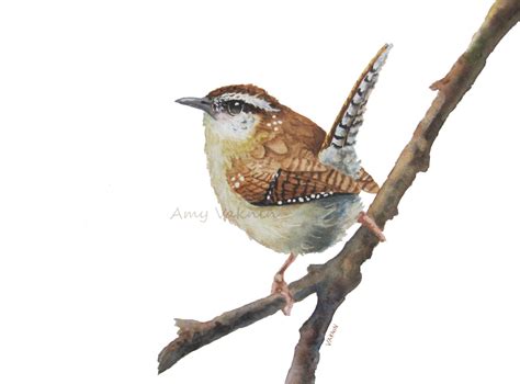 Wren Fine Art Printwatercolor Bird Bird Art Nature By Amyvaknin