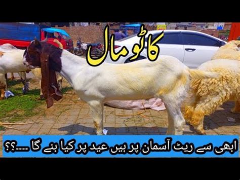 Wednesday Update Lahore Bakra Mandi Shahpur Kanjra Katoo Mall