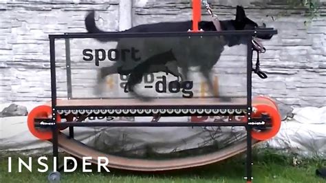 dog treadmill top  list   safely   maintain avenue dogs
