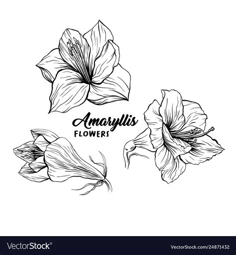 Amaryllis Flower Tattoo | Best Flower Site