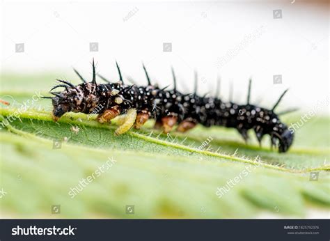 Peacock Butterfly Caterpillar Images Stock Photos Vectors