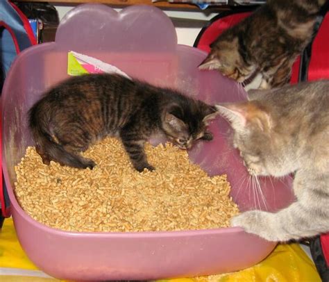 how to get a cat to use litter box