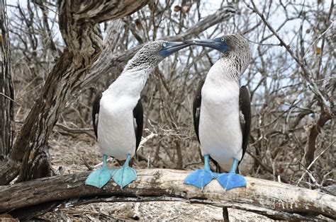 Parejas De Piqueros De Patas Azules Isla De La Plata Ecuador