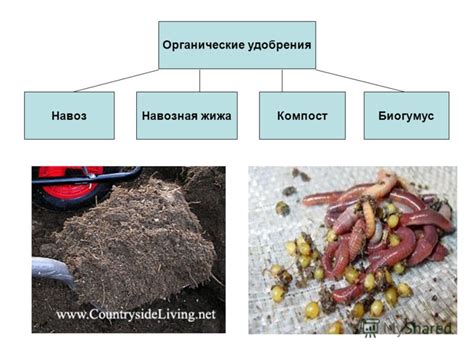 Органические удобрения: жидкие, естественные, виды и их применение ...