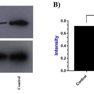 Evaluation Of Caspase Protein Expression By Western Blot A