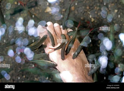 pedicure fish spa, rufa garra fish spa treatment Stock Photo - Alamy