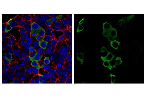 Sars Cov Nucleocapsid Protein E R L Mouse Mab Cell Signaling