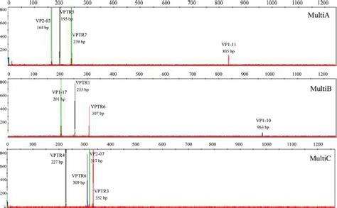 Representative Electropherograms Of The Three Developed Multiplex Pcr