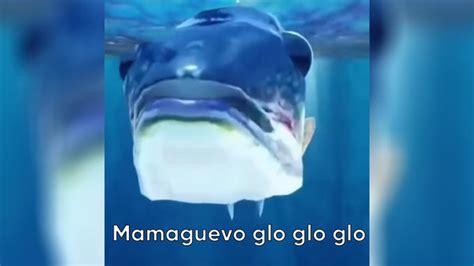 Mamaguevo Mamaguevo Digo Glo Glo Glo Mama Huevo Know Your Meme