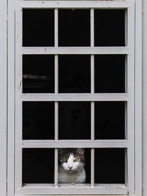 Retrato De Un Gato Sentado En La Ventana Foto Premium