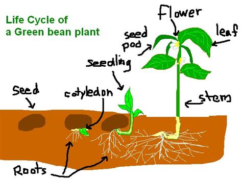 Mustard Seed Plant Life Cycle