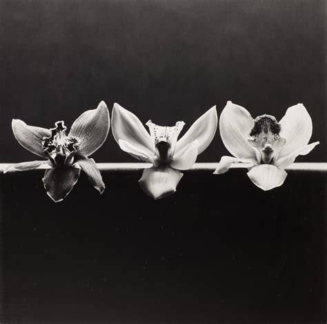 Robert Mapplethorpe Orchid 1985 Photographs Photographs