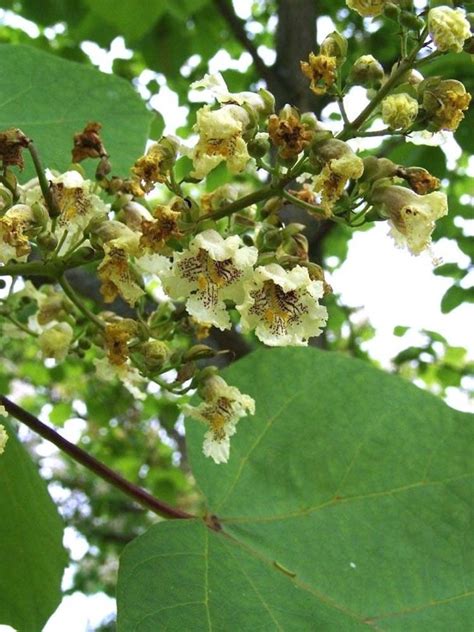 Catalpa Ovata Alchetron The Free Social Encyclopedia