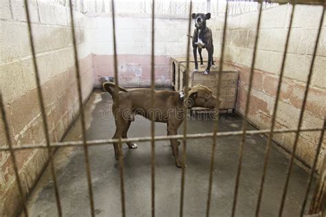 Caged and abandoned dogs stock photo. Image of home, locked - 93940212