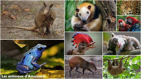 Animaux Hd Expose Sur Les Animaux De La Jungle