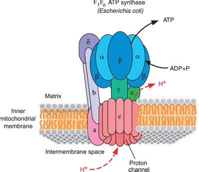 ATP Synthase - eLECTRON TRANSPORT CHAMBER 