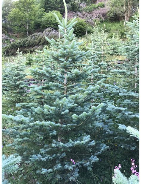 Abete Albero Abies Tipi Di Abete Trentino Garden