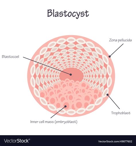 Diagram presentation slide of a blastocyst Vector Image 