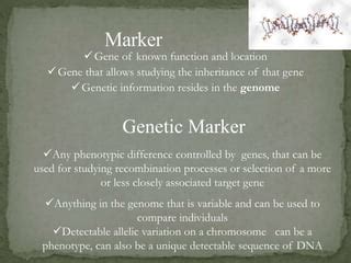 RAPD AFLP AND RFLP ANALYSIS PPT