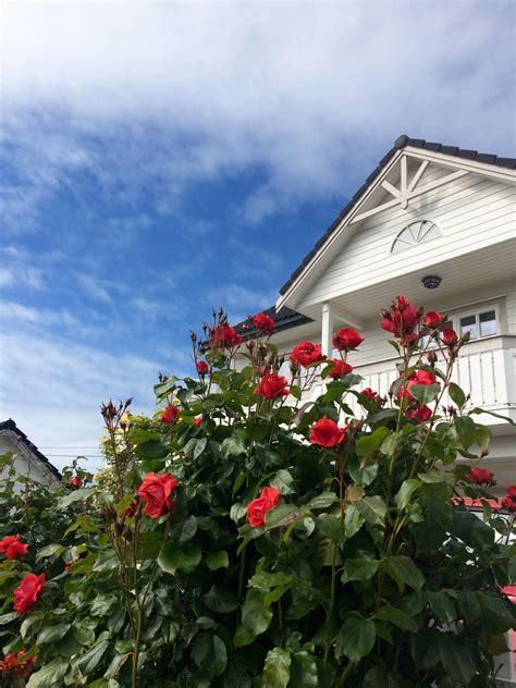 Розы в саду 🥀🌹🥀