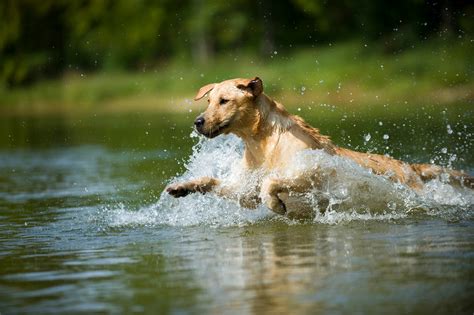 Syndrome De La Queue Morte Chez Le Chien Soins Et Pr Vention