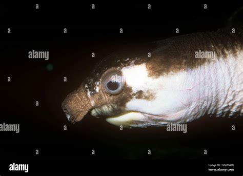 pig nose turtles  res stock photography  images alamy