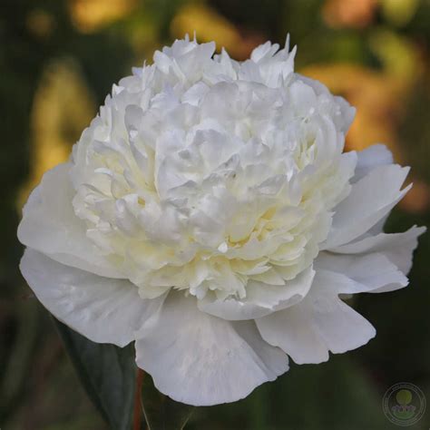 Пион Принцесс Брайд (Paeonia Princess Bride) купить в Москве по низкой ...