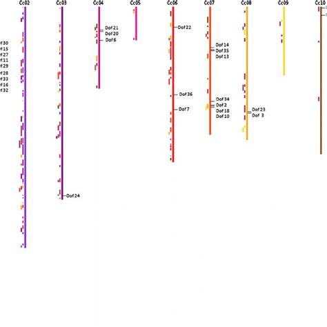 Multiple Sequence Alignment Of The Dof DNA Binding Domain Among 38