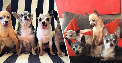 4 Senior Chihuahuas At Shelter Without A Single Tooth Adopted All Together