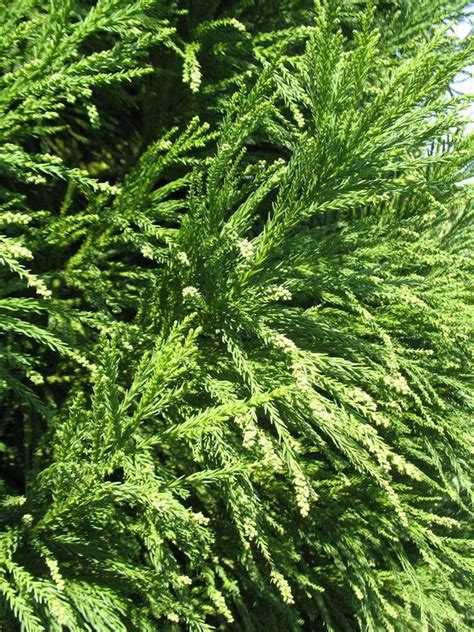 Blue Green Japanese Cedar Cryptomeria Japonica Radicans Upright Pyramidal Tree 20 To 30 Ft