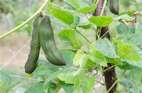 Mucuna Pruriens L Dopa At Best Price In Faridabad Haryana Sjm