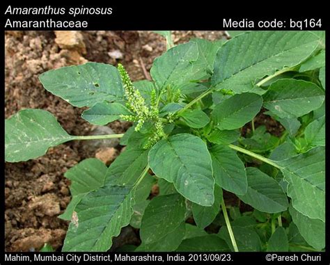 Amaranthus Spinosus Butterfly