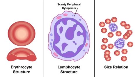 Chapter Disorders Of Red Blood Cells Flashcards Quizlet