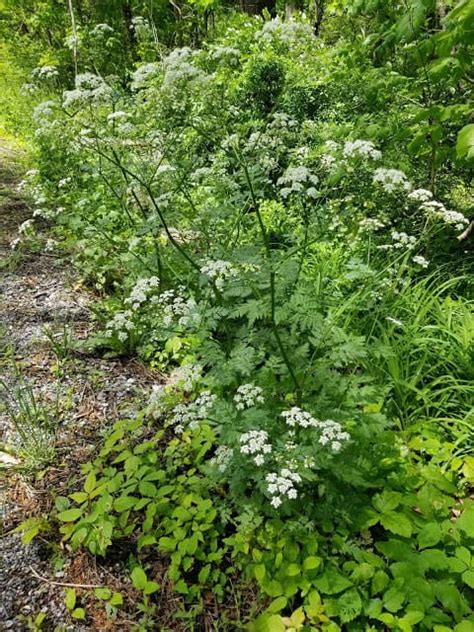 Complete Guide To Poison Hemlock What You Need To Know Growit Buildit