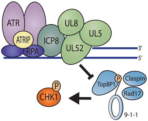 Model Of Dna Repair Proteins At Sites Of Dna Damage In The Presence Of