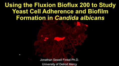 Using The Fluxion BioFlux 200 To Study Yeast Cell Adherence And Biofilm