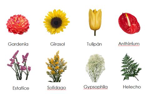 Imágenes de nombres de flores Imágenes