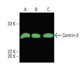 Centrin Antibody E Scbt Santa Cruz Biotechnology