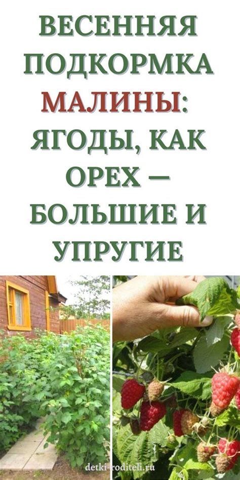 Собираем ВЕДРО МАЛИНЫ С ОДНОГО кустика в 2024 г | Кусты малины ...