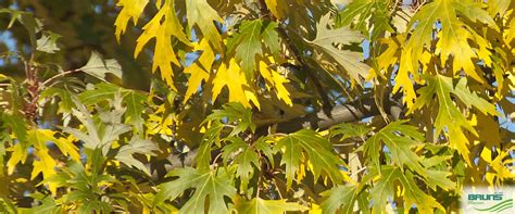 Acer Saccharinum Laciniatum Wieri Von Bruns Pflanzen