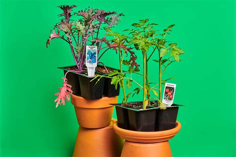 The Tiny Victory Garden | Apartment Therapy